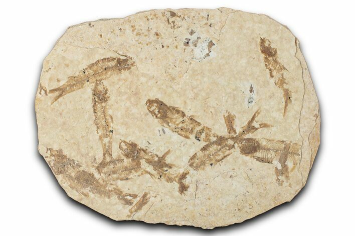 Fossil Fish (Knightia) Mortality Plate - Wyoming #339053